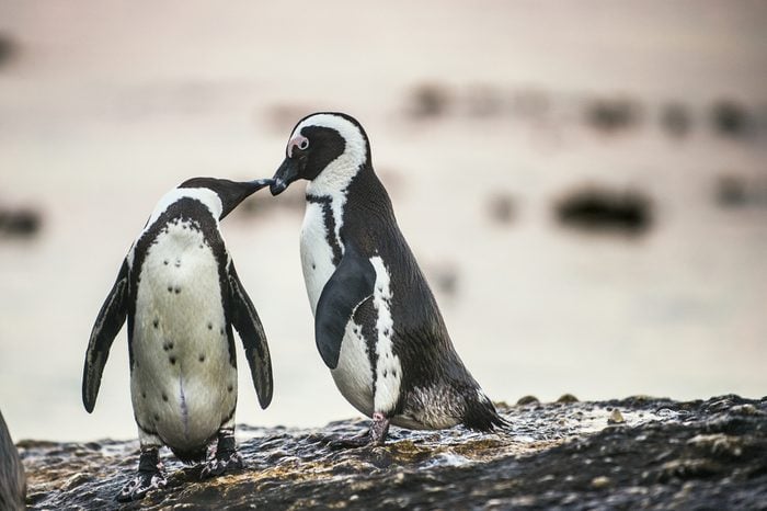 Kissing Penguins. African penguins during mating season. African penguin ( Spheniscus demersus) also as the jackass penguin and black-footed penguin. Boulders colony. South Africa