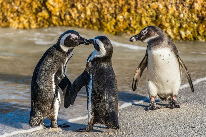 Kissing African penguins on the beach. African penguin ( Spheniscus demersus) also known as the jackass penguin and black-footed penguin. Boulders colony. Cape Town. South Africa