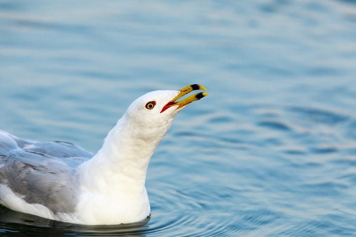California Gull (Larus californicus) Calling. Shoreline Lake, Santa Clara County, California, USA