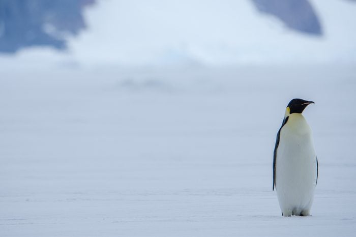 Lone Emporer Penguin