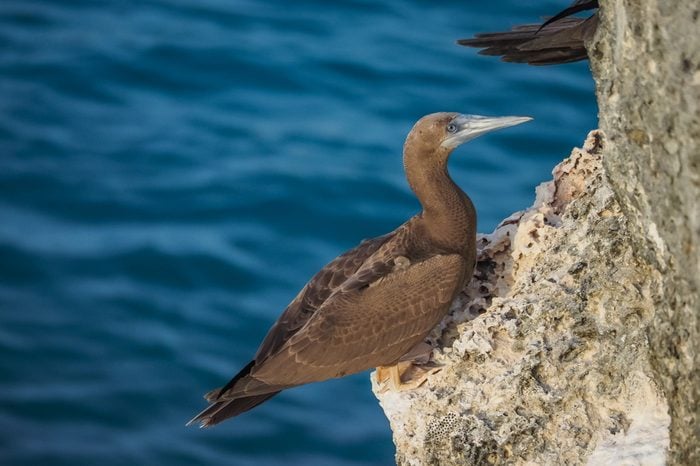 Brown Footed Booby bird Views around the Caribbean island of Curacao