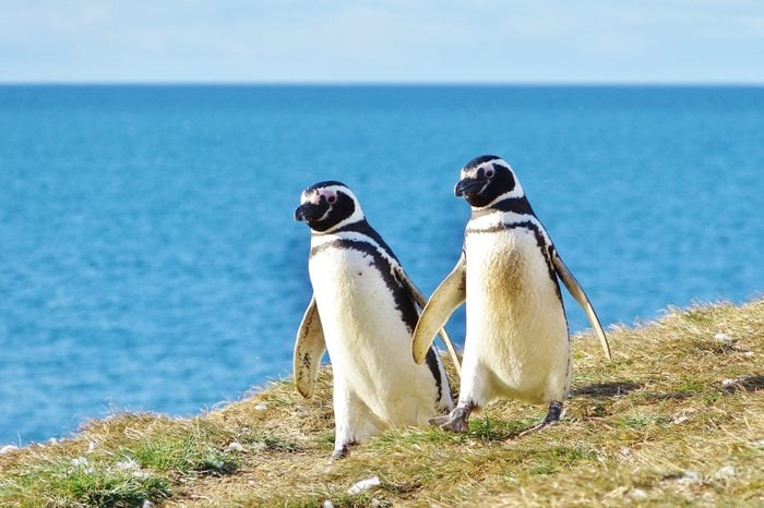 Penguin couple goes for an afternoon walk