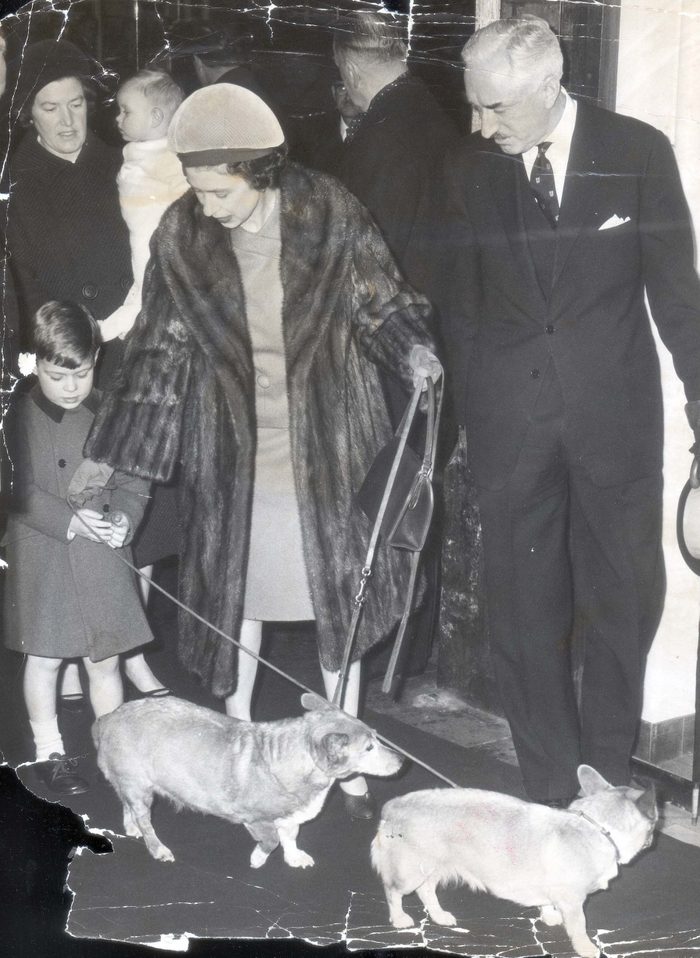 royal family christmas photo with corgi dogs