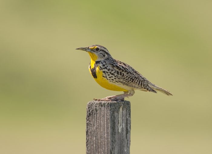 Western meadowlark (Sturnella neglecta) perched on a wooden post against a soft green background