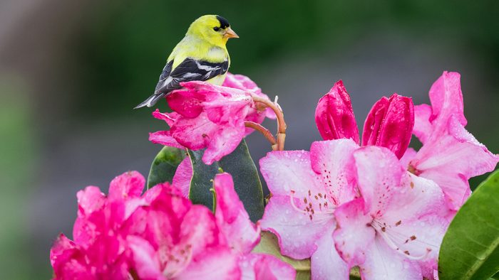 Colors of Summer: The American or Willow Goldfinch is the state bird of Washington, here perched on one of the iconic flowers of the Pacific Northwest, a rhod0dendron.