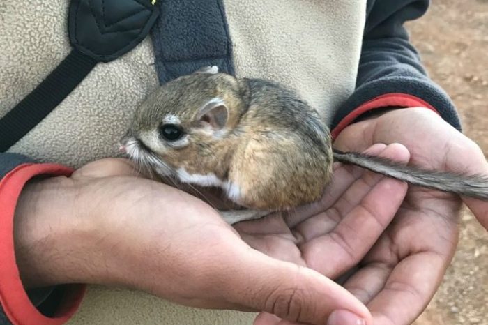 San Quintin Kangaroo Rat Rediscovery
