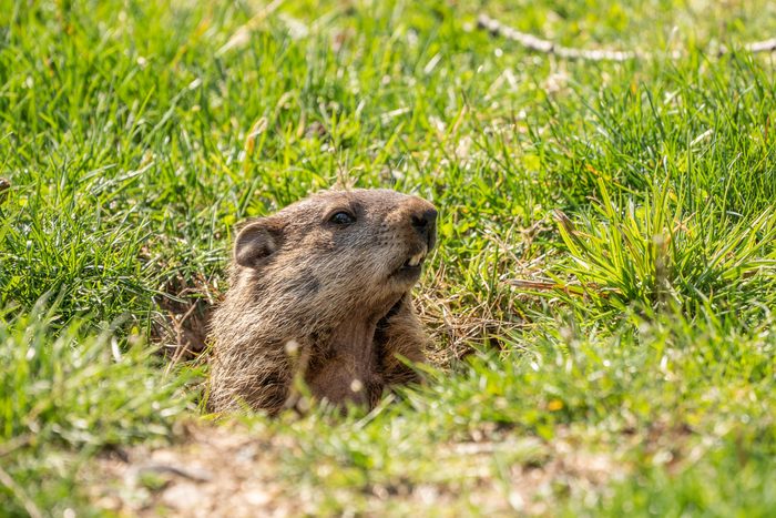 Groundhog Emerging From His Den.