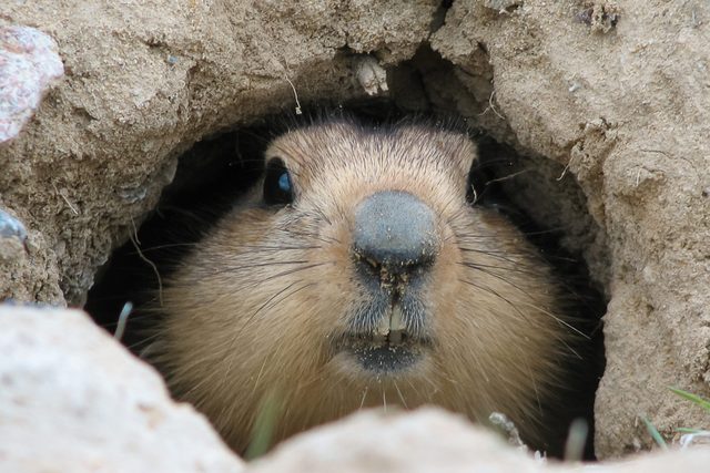 Groundhog After Winter Hibernation, Baikonur, Kazakhstan