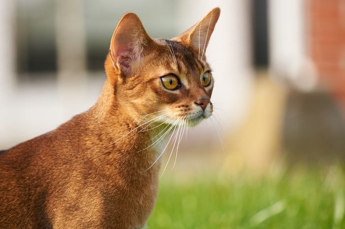  Abyssinian cat with big eyes on lawn in the garden 