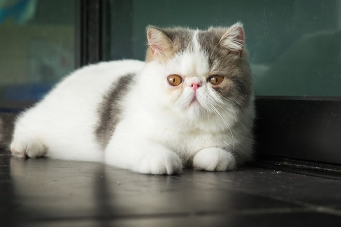 The Exotic Shorthair is a breed of cat developed to be a short-haired version of the Persian