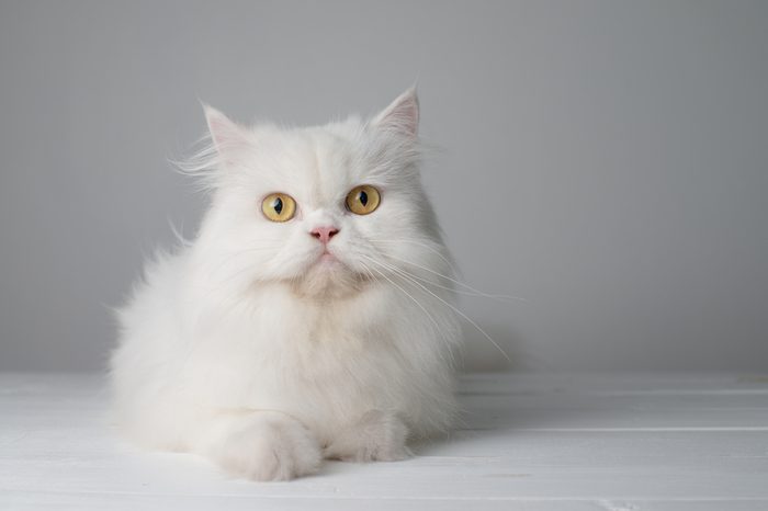 Studio portrait photo of white persian cat sitting on white table.