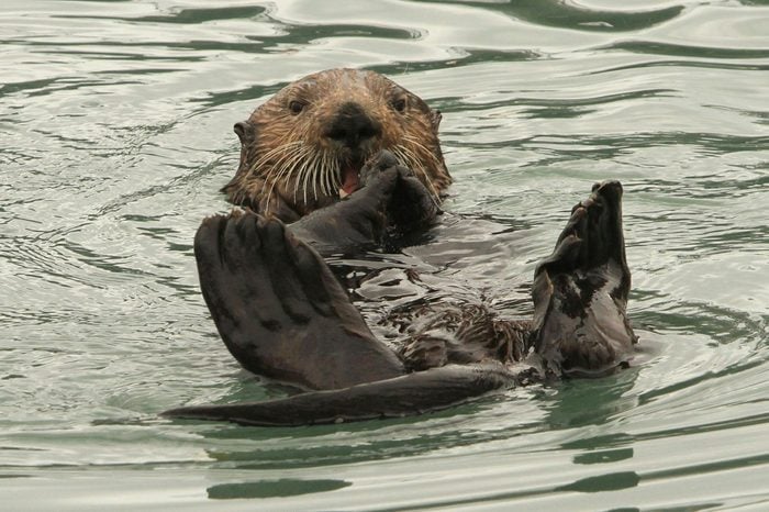Sea Otters Alaska Seafood, Seward, USA - 21 May 2016