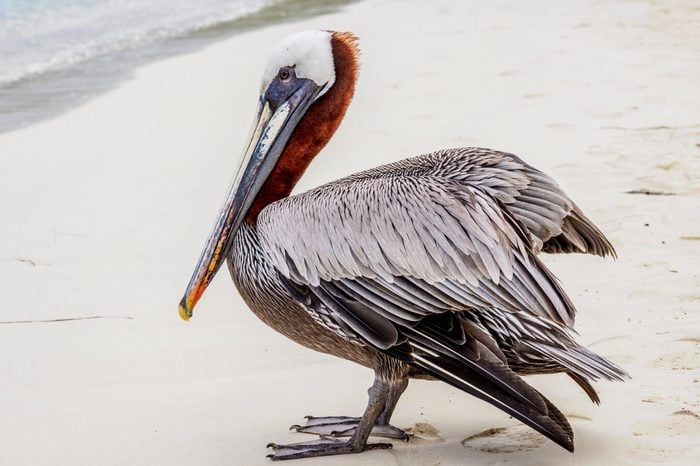 VARIOUS Brown pelican (Pelecanus occidentalis) at shore, Tortuga Bay, Santa Cruz or Indefatigable Island, Galapagos, Ecuador