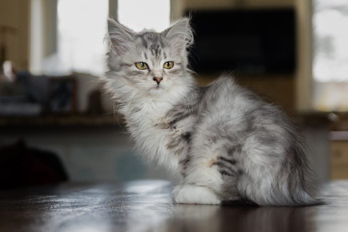 baby Siberian kitten cat indoors