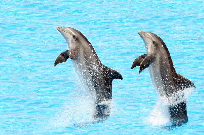bottlenose dolphins ( Tursiops truncatus) performing a tail stand