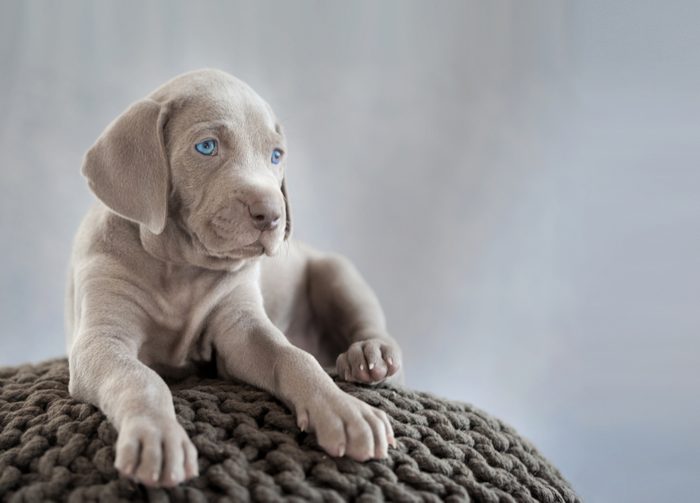 Cute dogs, Cutest dog breeds, Cute puppies, puppy of weimaraner sitting on grey cushion in grey light background