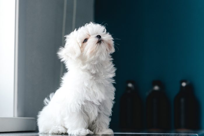 Cute dogs, Cutest dog breeds, Cute puppies, Portrait of a cute white long-haired Maltese. The puppy is 4 month old on the picture.