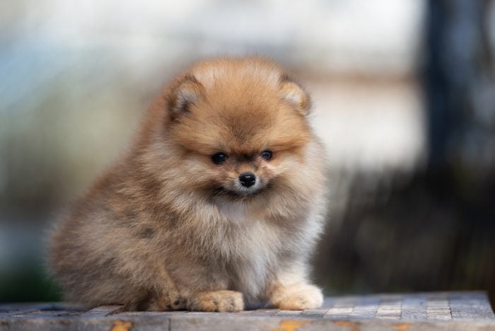 Cute dogs, Cutest dog breeds, Cute puppies, adorable red pomeranian spitz puppy posing outdoors