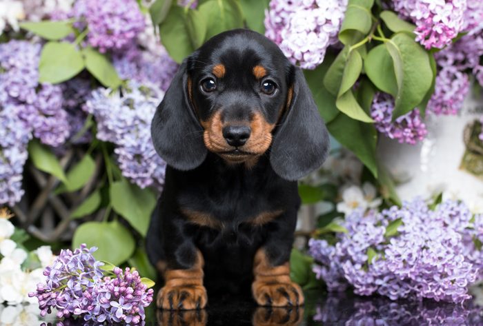 Cute dogs, Cutest dog breeds, Cute puppies, portrait of a beautiful puppy breed of dachshund