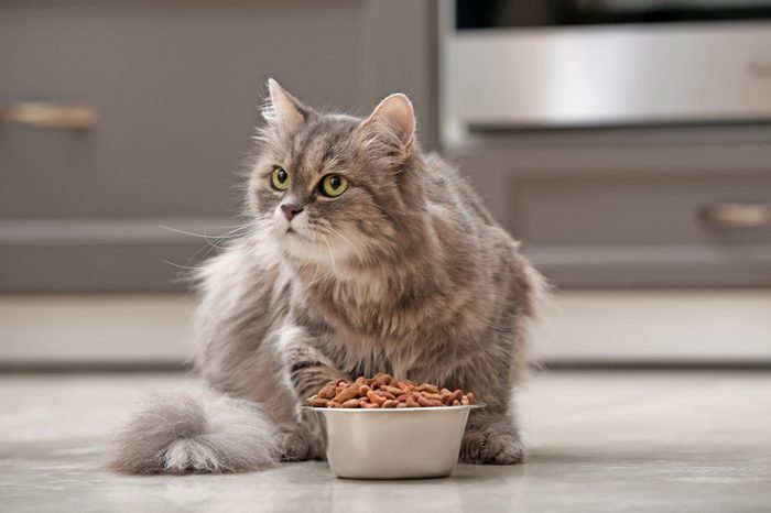 Cute cat near bowl with food at home