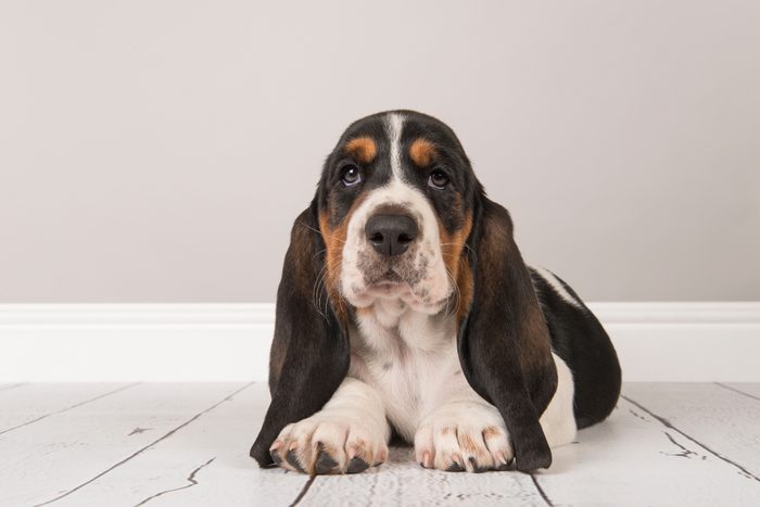 Cute dogs, Cutest dog breeds, Cute puppies, Cute tricolor basset hound puppy lying down looking at the camera in a gray living room setting