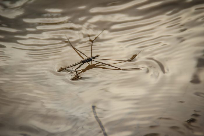 Amazing water skipper bugs floating on the water. The Gerridae are a family of insects in the order Hemiptera, commonly known as water striders, water bugs, pond skaters, skippers, or jesus bugs