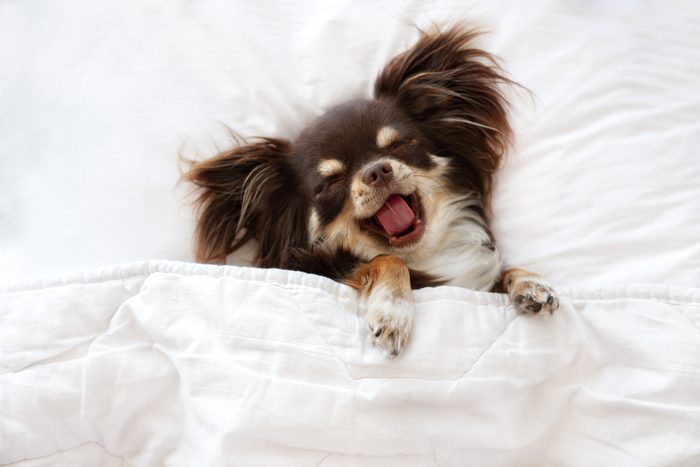 Cute dogs, Cutest dog breeds, Cute puppies, funny chihuahua dog sleeping on a pillow in bed