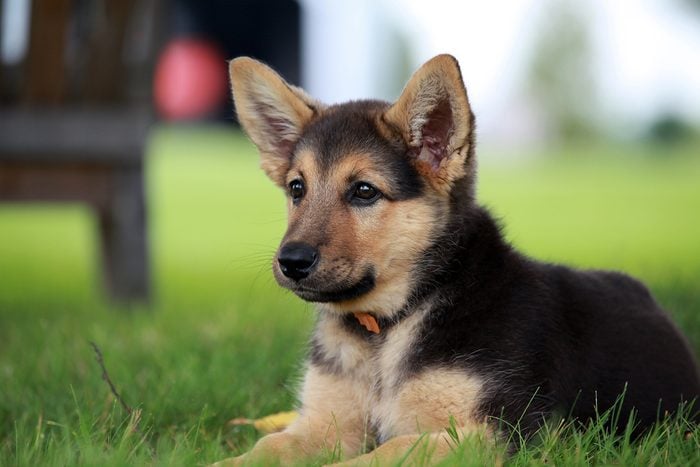 German shepherd puppy relaxing on a warm summer day, cute dogs, Cutest dog breeds, Cute puppies 