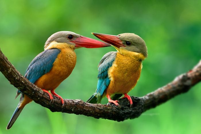 Adult and Juvenile of Stork-billed Kingfisher, lovely brown bird with turquiose blue wings and red beaks perching together on curve vain on training for fishing hour