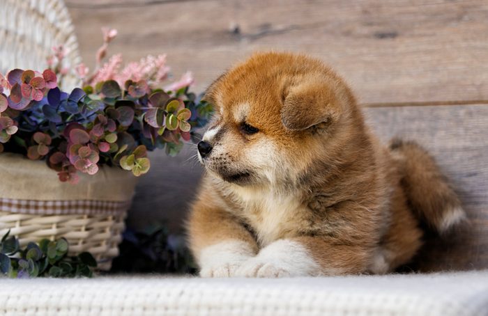 Cute dogs, Cutest dog breeds, Cute puppies, Akita puppy on wooden background