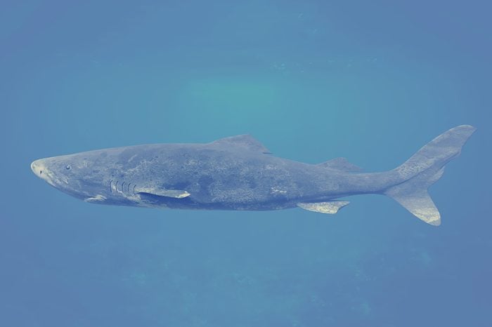 Greenland shark, Somniosus microcephalus, shark with the longest known lifespan of all vertebrate species (3d illustration)