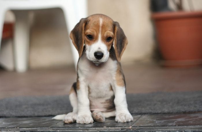 Cute dogs, Cutest dog breeds, Cute puppies, Small beagle puppy, two month old dog