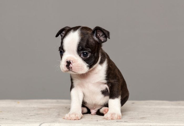 Cute dogs, Cutest dog breeds, Cute puppies, puppy dog boston terrier