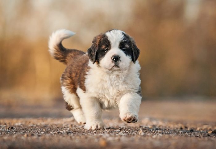 Cute dogs, Cutest dog breeds, Cute puppies, Saint bernard puppy