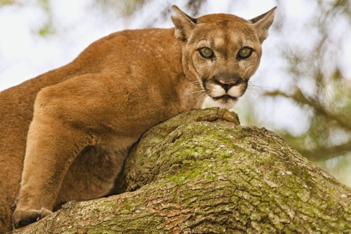 VARIOUS Florida panther in tree, Puma concolor coryi, White Oak Conservation Center, Florida