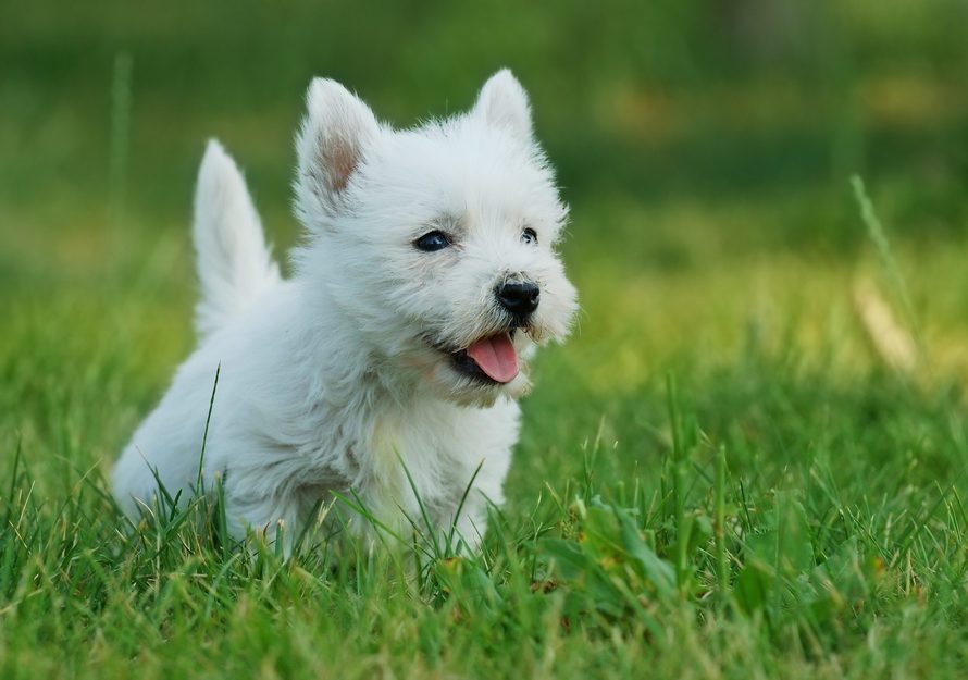 50 Cutest Dog Breeds As Puppies Reader S Digest