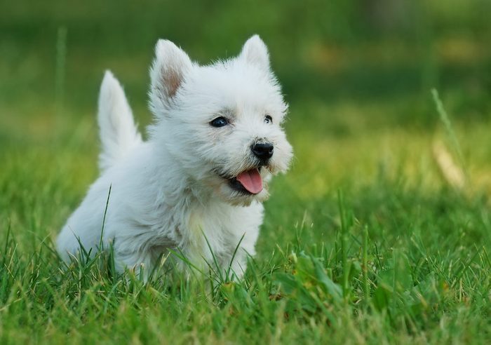 Cute dogs, Cutest dog breeds, Cute puppies, Puppy West highland white terrier