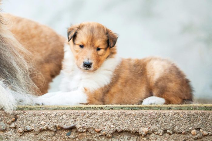 Cute dogs, Cutest dog breeds, Cute puppies, Portrait of rough collie with little puppies