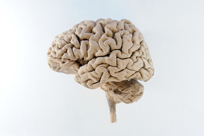 Lateral left of human brain