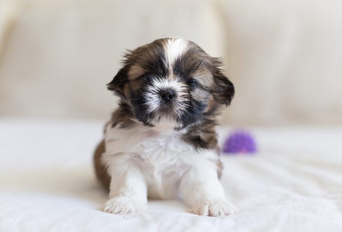 Cute dogs, Cutest dog breeds, Cute puppies, Little brave shih-tzu puppy defend his toy