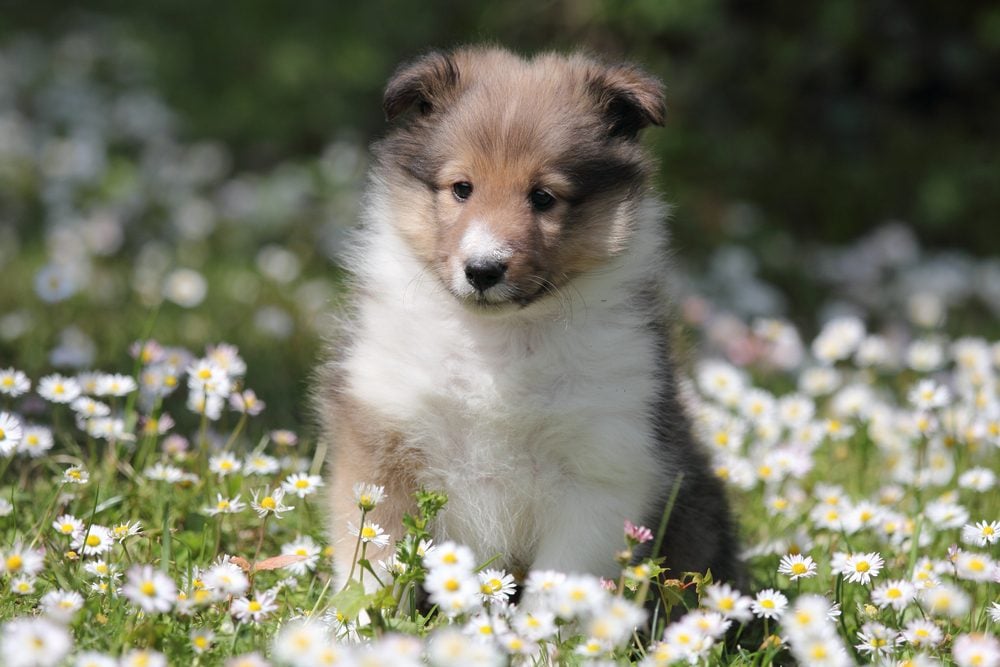 American Shetland Sheepdog puppy