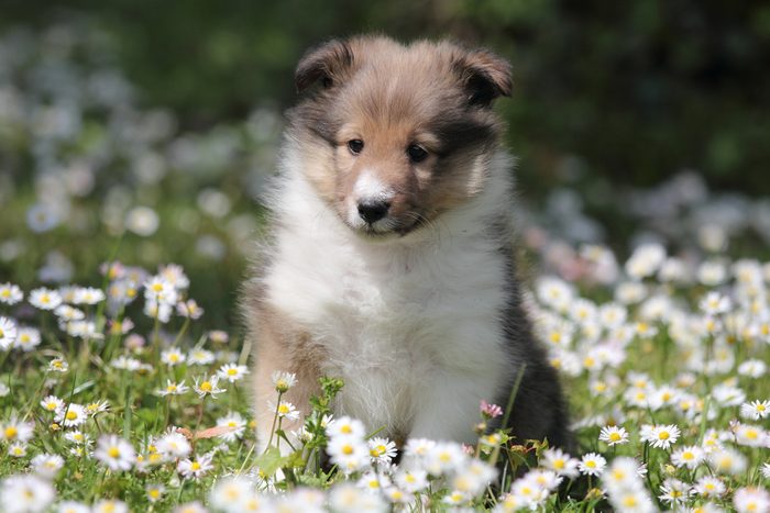 Cute dogs, Cutest dog breeds, Cute puppies, American Shetland Sheepdog puppy