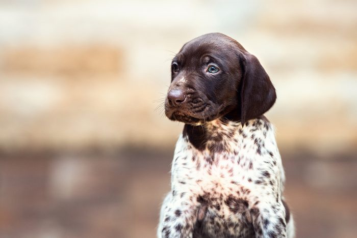 Cute dogs, Cutest dog breeds, Cute puppies, Beautiful puppy German Short haired Pointer