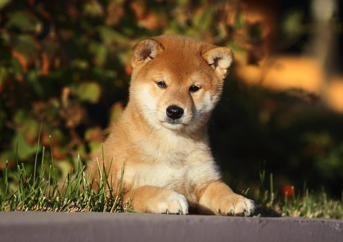 50 Cutest Dog Breeds as Puppies | Reader's Digest