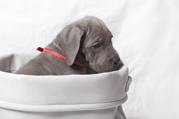 Cute dogs, Cutest dog breeds, Cute puppies, Purebred gray Great Dane in a white basket with a white background