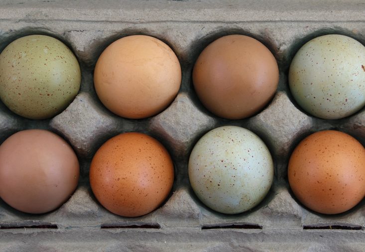 Over head view of colorful farm fresh eggs in carton