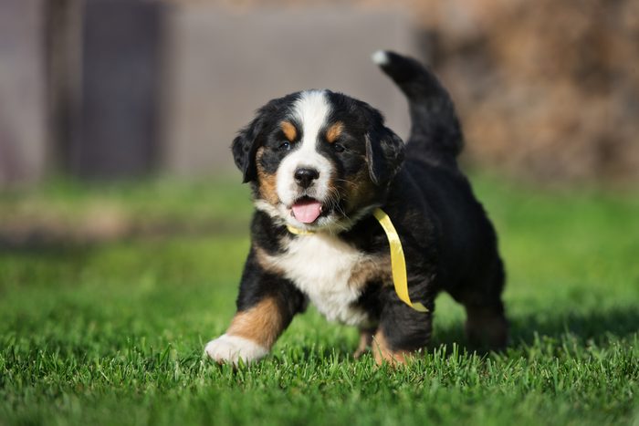 Cute dogs, Cutest dog breeds, Cute puppies, happy bernese mountain puppy walking outdoors