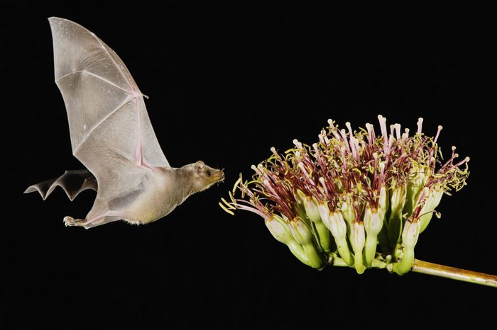 VARIOUS Lesser Long-nosed Bat (Leptonycteris curasoae), adult in flight at night feeding on Agave blossom (Agave sp.), Tucson, Arizona, USA