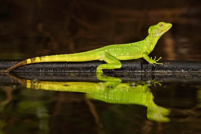 Double-crested basilisk, Basiliscus plumifrons, mirror art view on the tropical river. Beautiful portrait of rare lizard from Costa Rica.