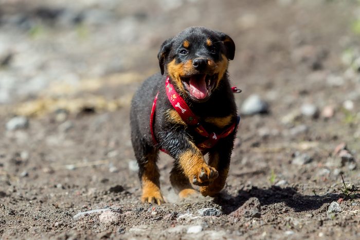 Cute dogs, Cutest dog breeds, Cute puppies, One Month Puppy Rottweiler Running In Nature
